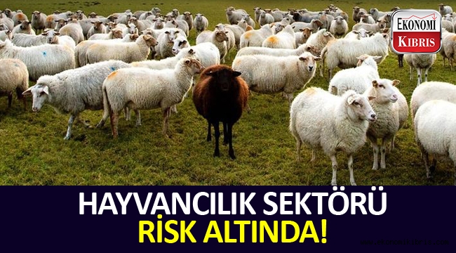 Hayvancılık sektörü dövizdeki yükselişten ötürü zor durumda...