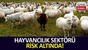 Hayvancılık sektörü dövizdeki yükselişten ötürü zor durumda...
