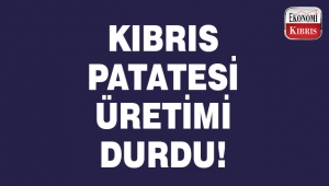 KKTC’de patates üretimi durdu. 