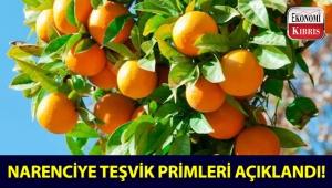 Narenciyede uygulanacak narenciye teşvik primleri belli oldu!..