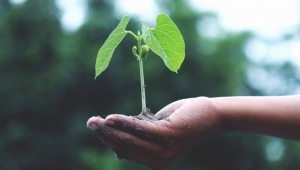 Bitkisel üretim desteklerinden yararlanma şartları belirlendi.İşte Detaylar...