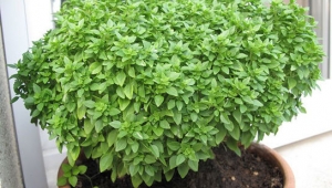 Fesleğenin sağlığa faydaları nelerdir?