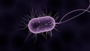 Koronavirüs salgını ABD'ye ulaştı! İşte detaylar...