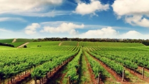 Dikkat arazi beyan süresi son kez uzatıldı! İşte detaylar...