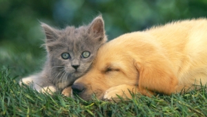 Bir şehirde daha kedi ve köpek eti tüketimi yasaklandı! İşte detaylar...