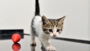 Çin'de kedi köpek etini yasaklayan ilk şehir! İşte detaylar...