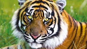 Kaplanın Covid-19 testi pozitif çıktı! İşte detaylar...