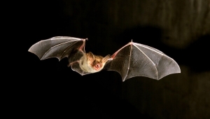Yarasa deneylerini ABD finanse etmiş! İşte detaylar...