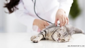 ABD'de Covid-19 deneyi: 6 kedi birbirine virüs bulaştırdı! İşte detaylar...