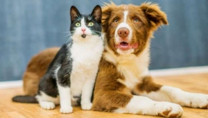 Güney Kore’de evcil kedi ve köpeklere Covid-19 testi uygulaması başladı! İşte detaylar...