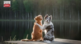 Minik Dostlarınıza Dikkat Edin! Evcil Hayvanların Sağlığını Tehdit Edebilecek 7 Gıda!