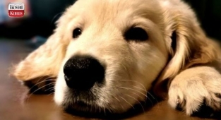 Köpeklerin Sahiplerini Yalnızca Seslerinden Tanıdığı Keşfedildi!