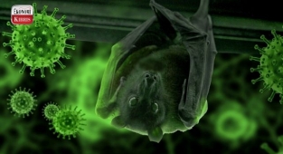 Yarasalarda 3 yeni koronavirüs bulundu: 'İnsan sağlığı için risk oluşturabilir'! İşte detaylar...