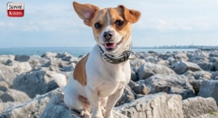 Köpekler Beden Diliyle Aslında Ne Anlatmak İstiyor? Aslında Konuşuyorlar Ama Biz Duymuyoruz...