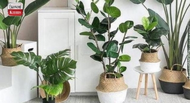 Ruh Halini İyileştirmenin En Estetik Yolu: İç Mekân Bitkilerinin Bilim Destekli 7 Faydası.