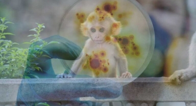 Bir ülkede daha maymun çiçeği virüsü tespit edildi! İşte detaylar...