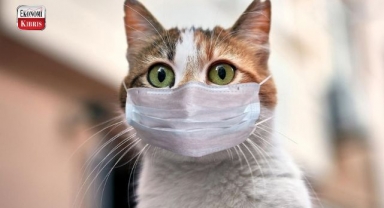 İlk Kez Bir Kediden İnsana Covid-19 Bulaştığı Keşfedildi! İşte detaylar...