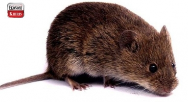 İsveç'te kemirgenler arasında yayılan yeni koronavirüs tespit edildi! İşte detaylar...