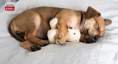 Ne Anlatmak İstiyorlar? Köpeklerin Hislerini Yansıtan 5 Farklı Yatış Pozisyonu.