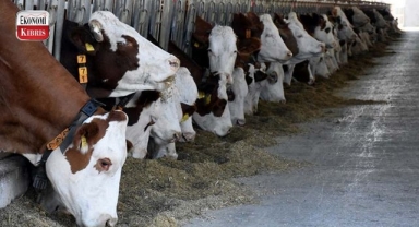 Brucella tazminatları ödendi! İşte detaylar...