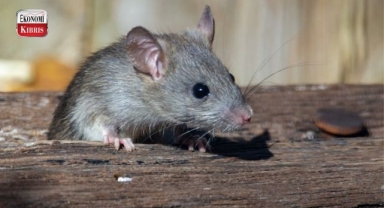 Çin’de ortaya çıkan yeni tehdit: Langya virüsü hakkında bilmeniz gerekenler! İşte detaylar...