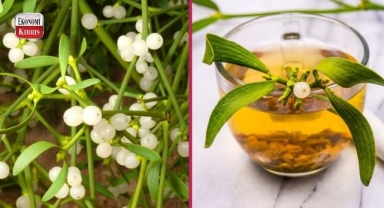 Dikkatli kullanılması gereken bir şifa kaynağı: Ökse otunun faydaları ve zararları nelerdir?