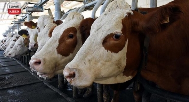 Büyükbaş ve/veya küçükbaş hayvanları zarar gören üreticiler tazmin edilecek! İşte detaylar...