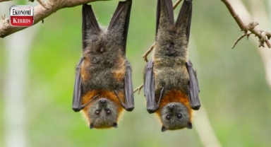 Yarasalarda yeni corona virüs: Khosta-2! İşte detaylar...