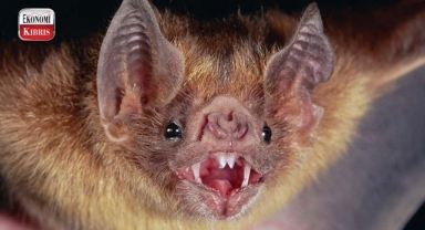 Çin'de hayvanlardan insanlara bulaşabilen yeni bir virüs tespit edildi! İşte detaylar...