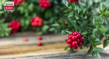 Kokina çiçeğinin uğuru ve anlamı...