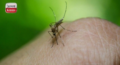 Temel Sağlık Hizmetleri Dairesi; su dolmuş kapları boşaltın! İşte detaylar...