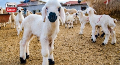 Veteriner Dairesi'nden hatırlatma! İşte detaylar...