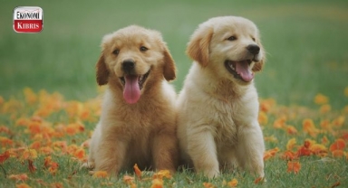 Zekası ile öne çıkan köpek cinsleri ve daha önce duymadığınız ilginç geçmişleri...