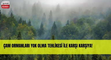 Çam Ormanları, Çam Kese Böceği İstilası Altında