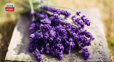 Lavanta kokusunun faydaları...