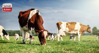 Veteriner Dairesi’nden uyarı! İşte detaylar...