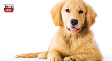 Altın Patiler Derneği, etkinlik düzenleyecek! İşte detaylar...