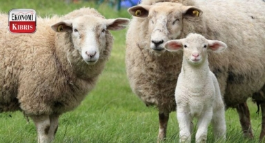 Küçükbaş hayvan üreticilerine çağrı! İşte detaylar...